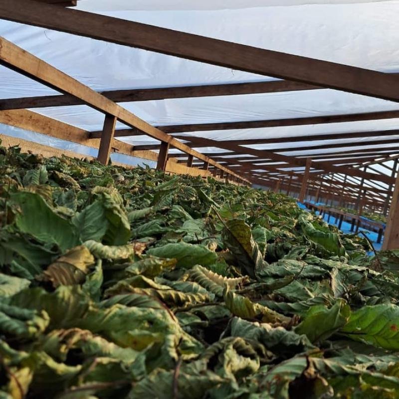 Kratom Premium Leaves