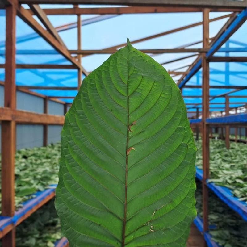 Kratom Premium Leaves