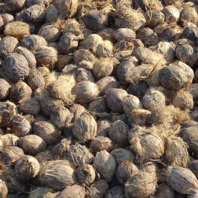 Areca Nut Premium