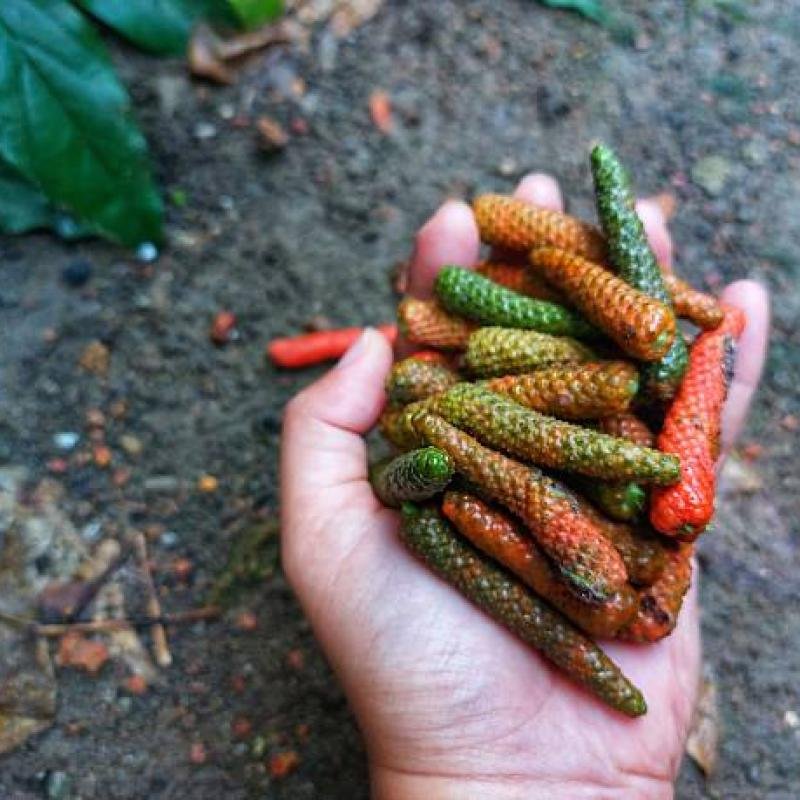 Javanese Long Pepper