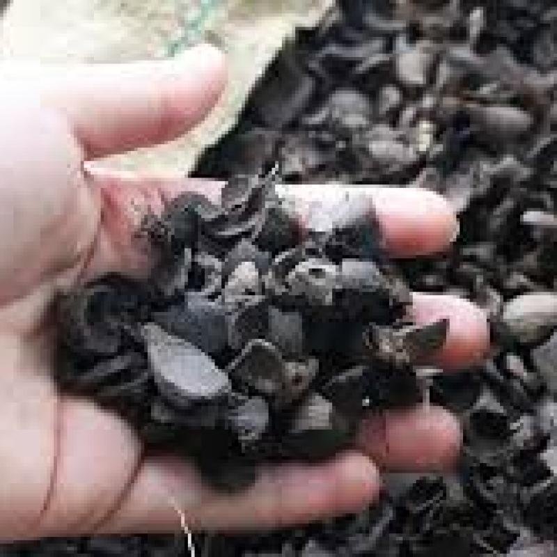 Palm Kernel Shell